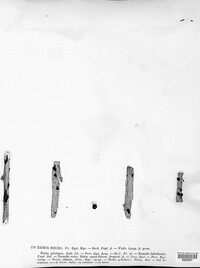 Exidia recisa image